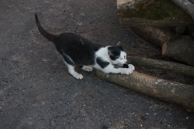 Day 11. It’s a cat day!