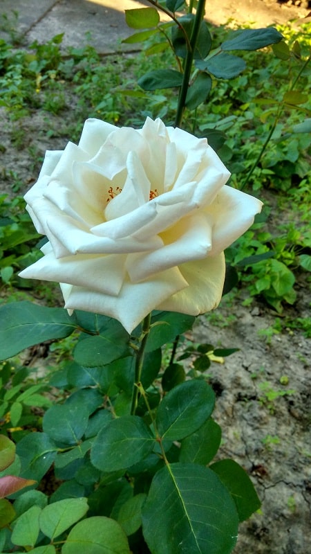IMG_20190618_194640_HDR2-min
