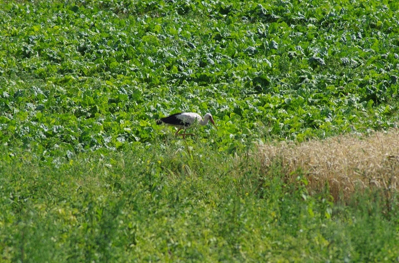 IMGP44502-min