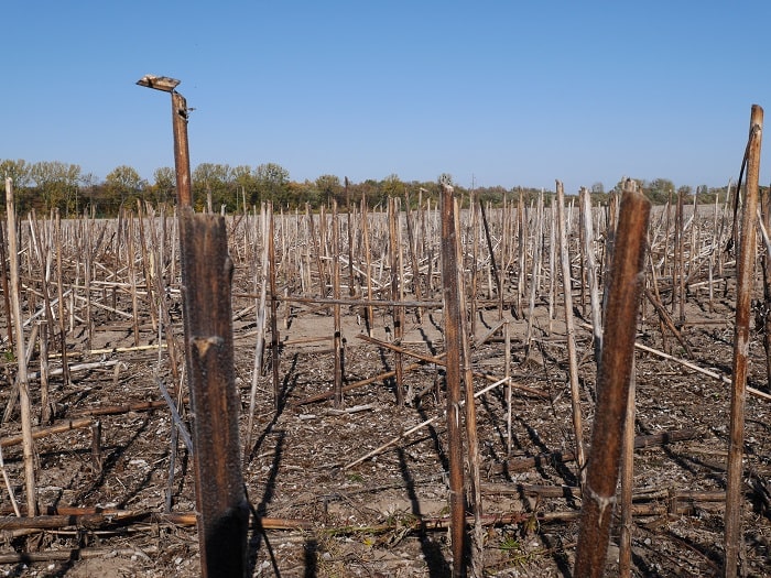 О Бродском и не только