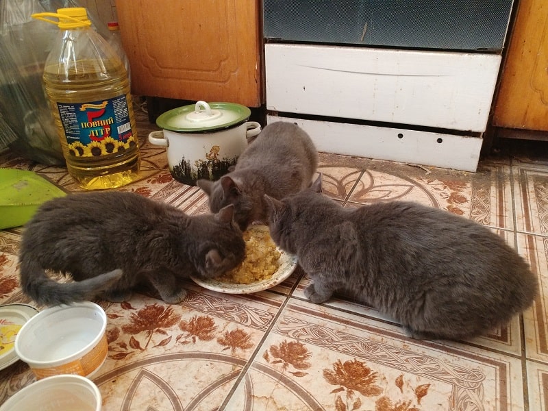 Day 305. Котята. 4.5 месяца…