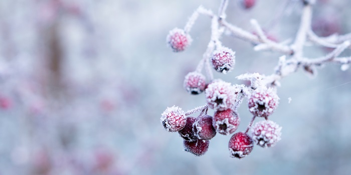 hawthorn-berries-in-a-frost.-photo-galina-n