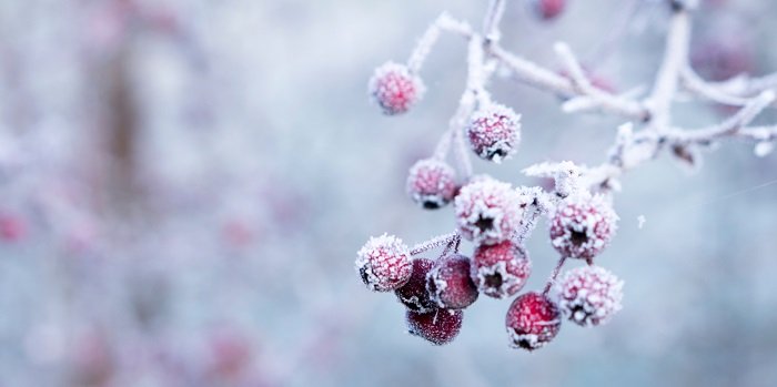 hawthorn-berries-in-a-frost.-photo-galina-n