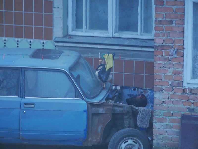 Day 358. Ко-ко СТО