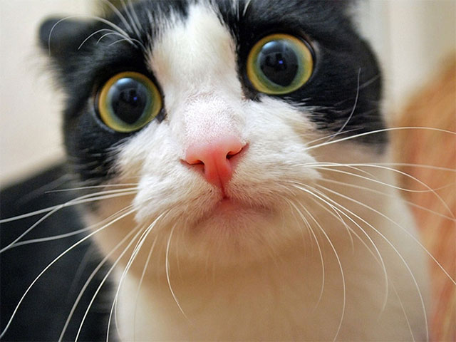 astonished_animals_9