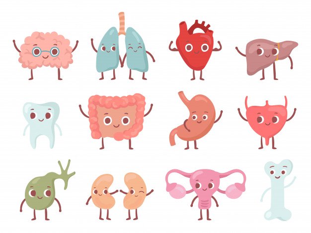 healthy-biological-organ-smiling-lung-happy-heart-funny-brain-smile-organs-cartoon-isolated-character-set_102902-760
