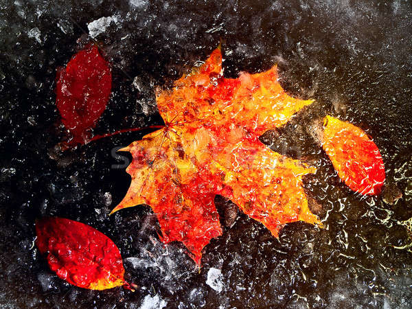leaves