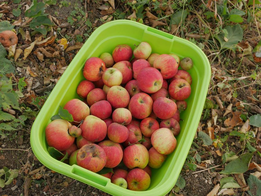 P3950863_result