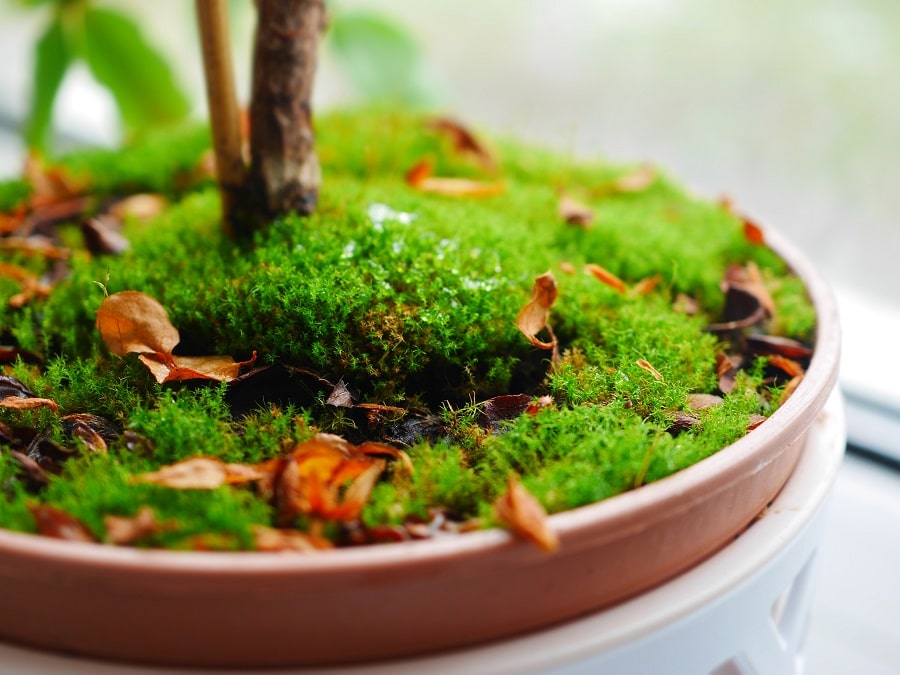 Зелень травы в этом городе