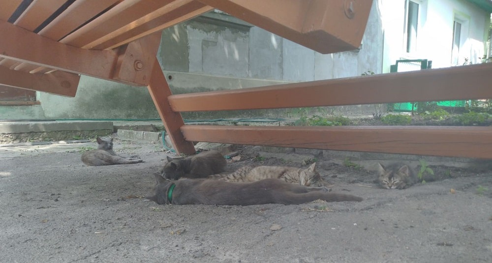 Кладбище самокотов…