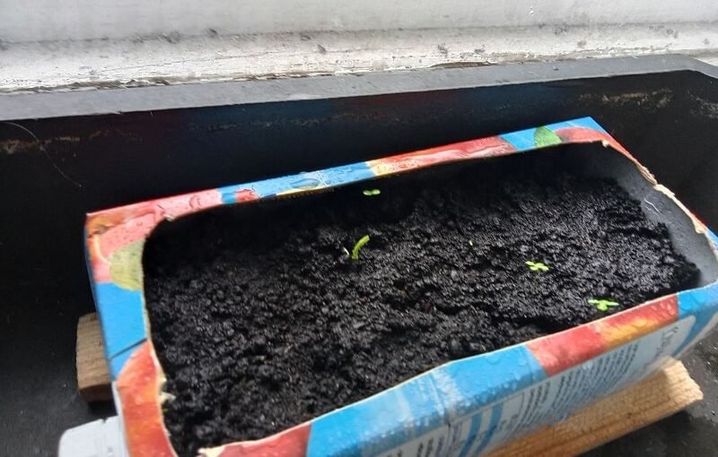 Лимон, тем временем, пророс..